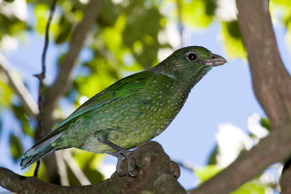 Green Catbird (Ailuroedus crassirostris)